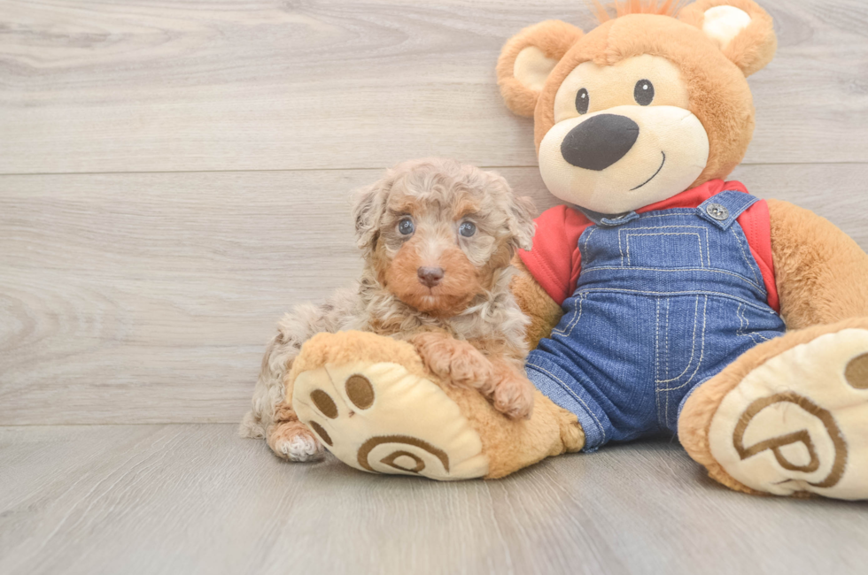 6 week old Poodle Puppy For Sale - Puppy Love PR