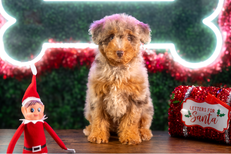 Poodle Pup Being Cute