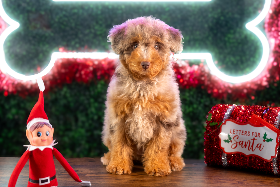 Poodle Pup Being Cute