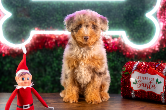 Poodle Pup Being Cute