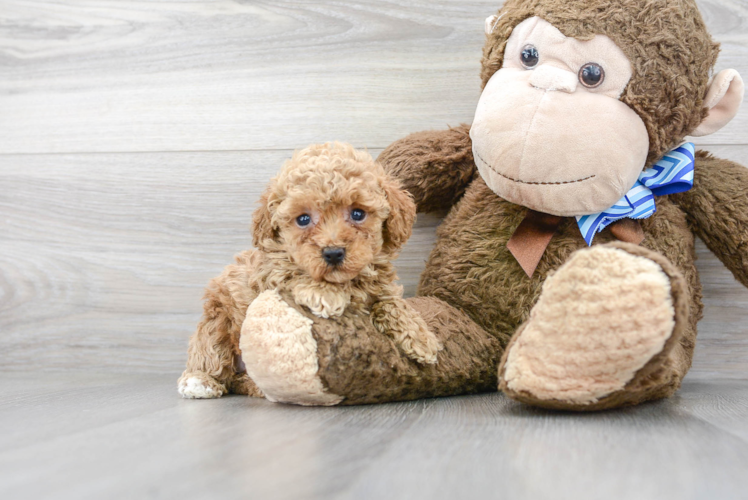 Meet Meadow - our Poodle Puppy Photo 1/3 - Puppy Love PR Poodle Pup Being Cute