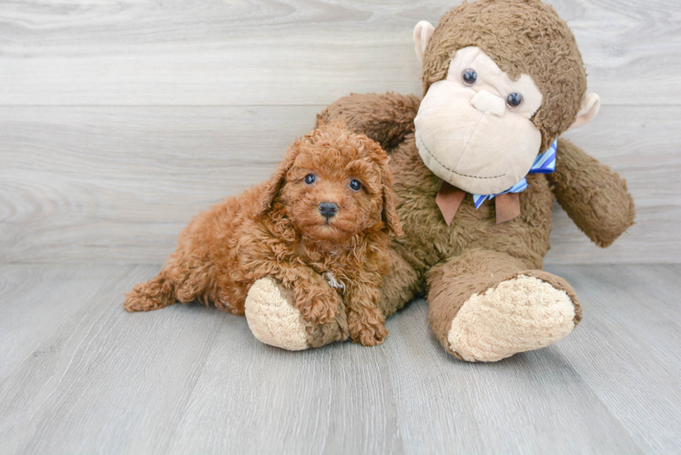 Meet Meadow - our Poodle Puppy Photo 1/3 - Puppy Love PR Cute Poodle Baby