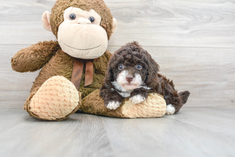 Meet Meadow - our Poodle Puppy Photo 1/3 - Puppy Love PR Cute Pudle Purebred Puppy