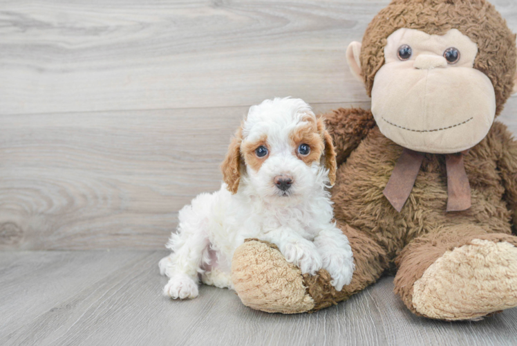Meet Meadow - our Poodle Puppy Photo 1/3 - Puppy Love PR Best Poodle Baby