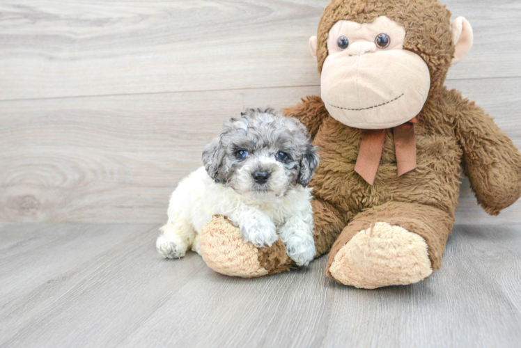 Friendly Poodle Purebred Pup