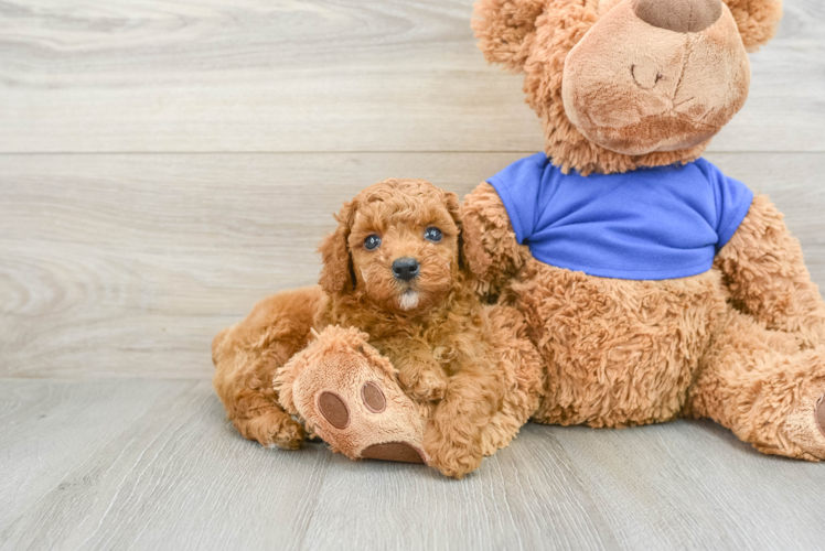 Fluffy Pooodle Purebred Puppy