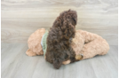 Akc Registered Poodle Purebred Pup