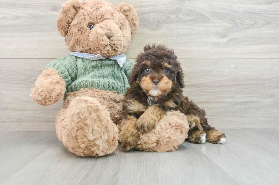 7 week old Poodle Puppy For Sale - Puppy Love PR