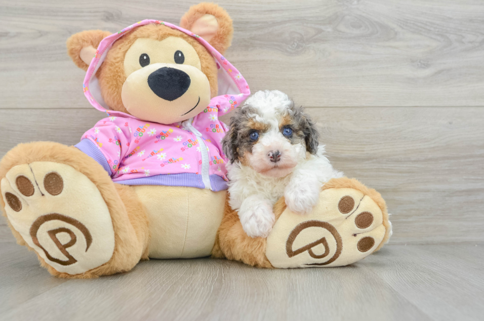 7 week old Poodle Puppy For Sale - Puppy Love PR