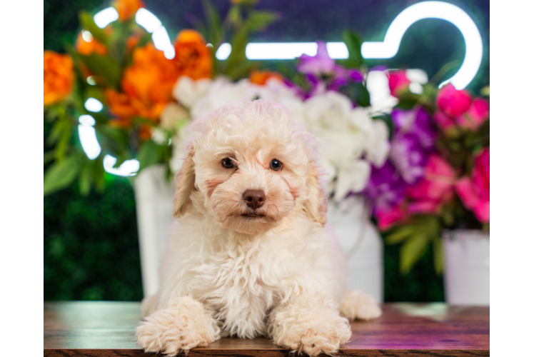Cute Poodle Purebred Pup