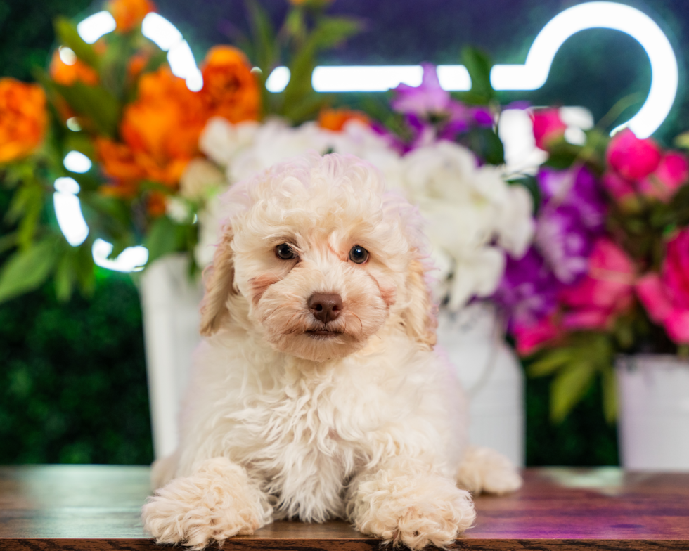 Cute Poodle Purebred Pup