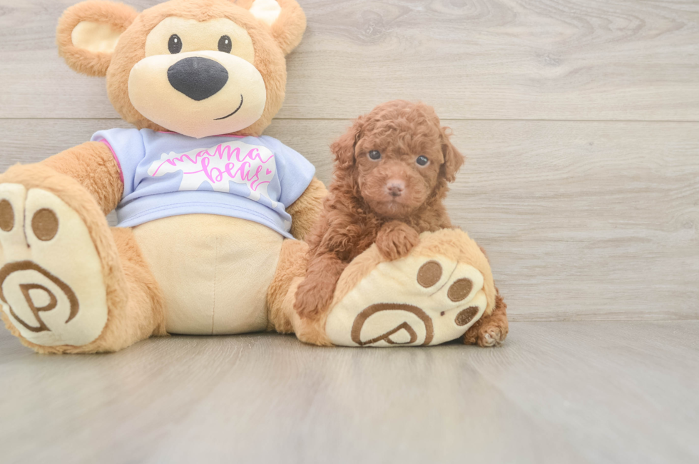 10 week old Poodle Puppy For Sale - Puppy Love PR