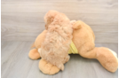 Adorable Pudel Purebred Puppy