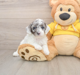 8 week old Poodle Puppy For Sale - Puppy Love PR
