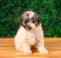 10 week old Poodle Puppy For Sale - Puppy Love PR