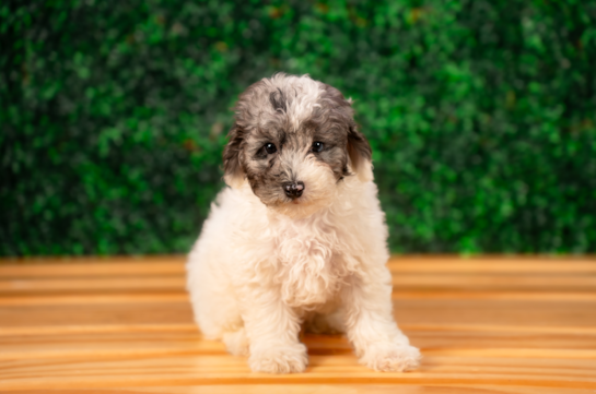 Cute Poodle Purebred Pup