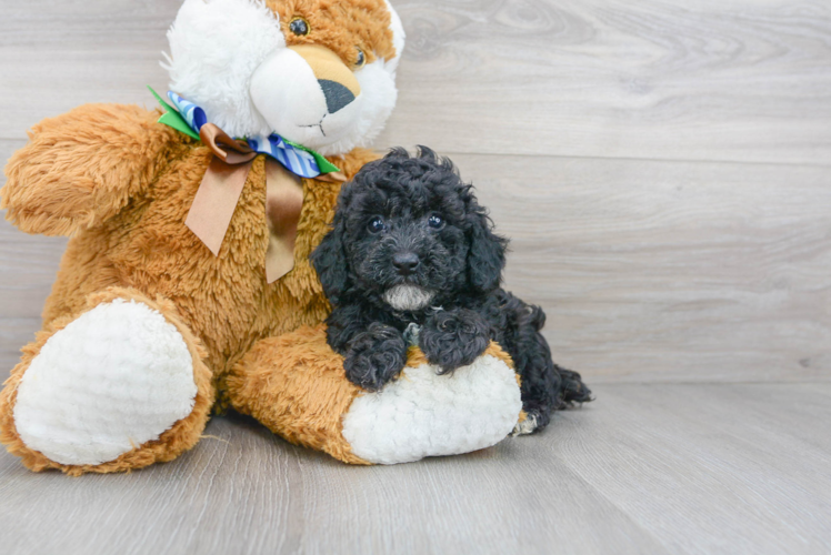 Meet Miguel - our Poodle Puppy Photo 1/3 - Puppy Love PR Best Poodle Baby