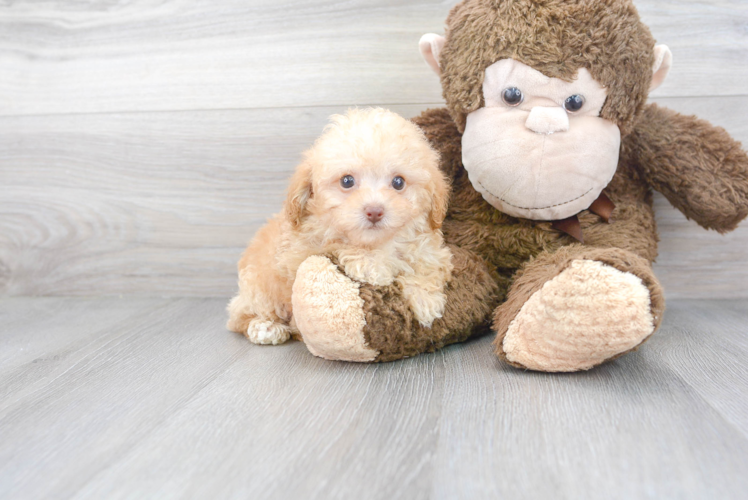 Meet Miguel - our Poodle Puppy Photo 1/3 - Puppy Love PR Cute Poodle Baby
