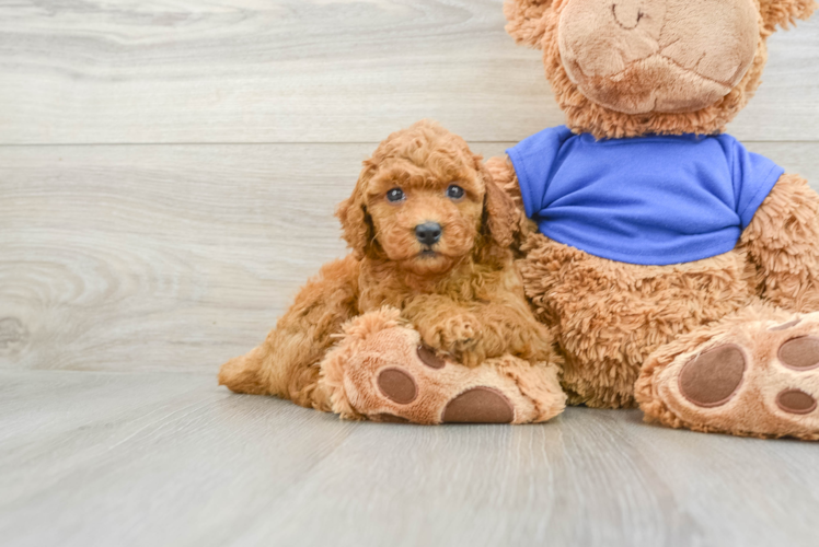 Hypoallergenic Poodle Purebred Pup