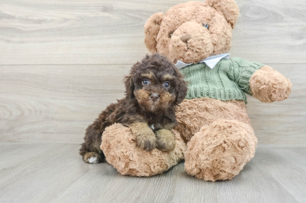 7 week old Poodle Puppy For Sale - Puppy Love PR