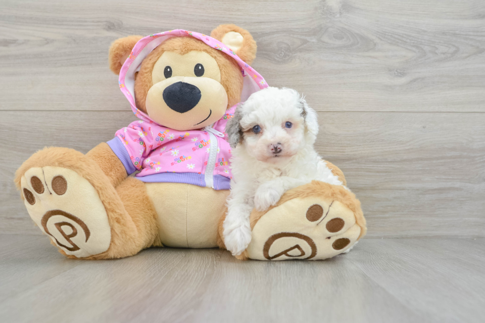 Energetic Pooodle Purebred Puppy