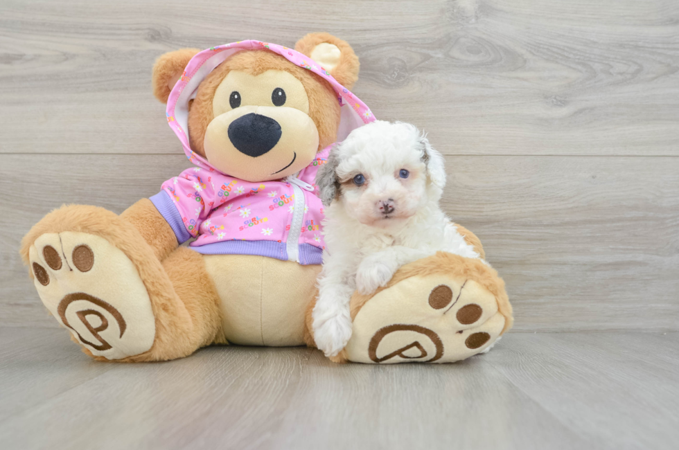 7 week old Poodle Puppy For Sale - Puppy Love PR