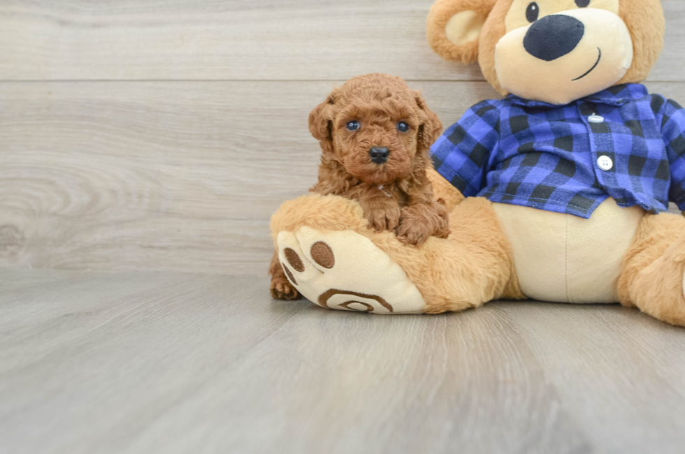 5 week old Poodle Puppy For Sale - Puppy Love PR