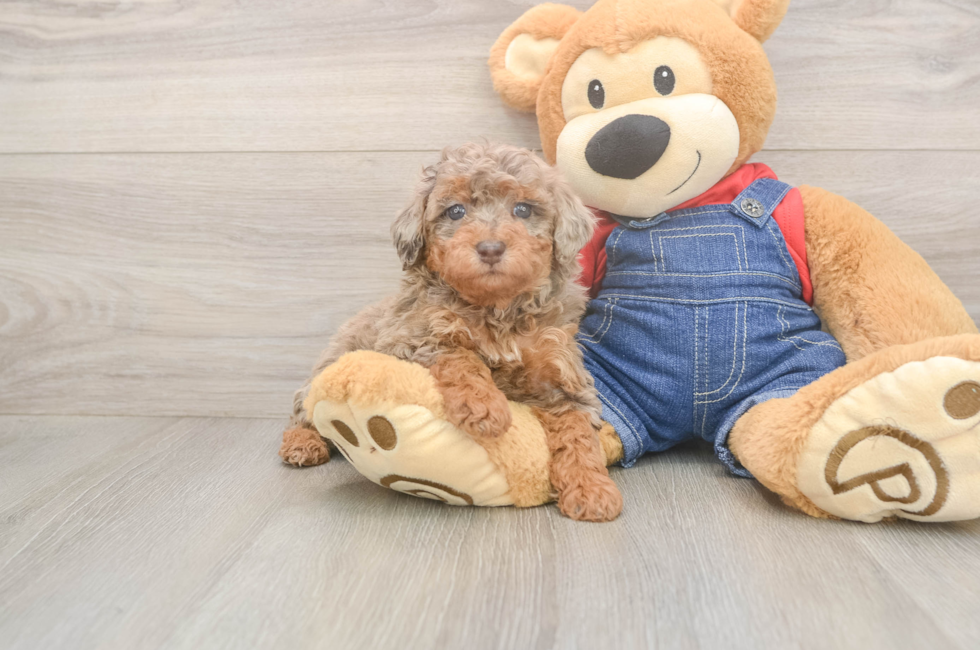 6 week old Poodle Puppy For Sale - Puppy Love PR