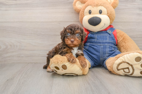 MILENA, a Poodle littermate