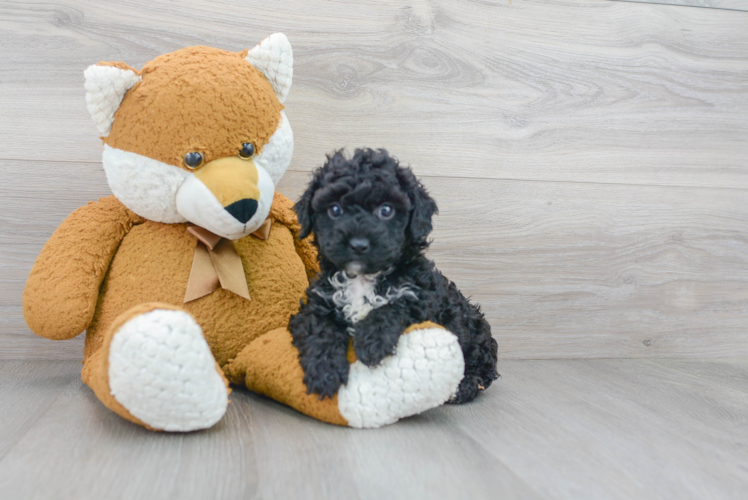 Meet Milena - our Poodle Puppy Photo 1/3 - Puppy Love PR Cute Pudle Purebred Puppy