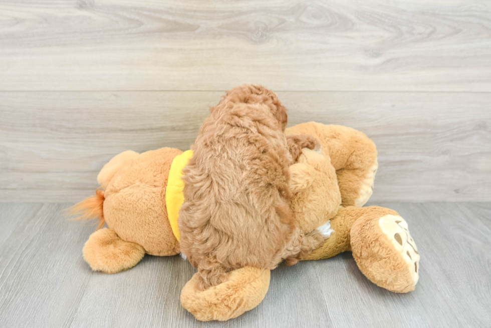 Hypoallergenic Poodle Baby