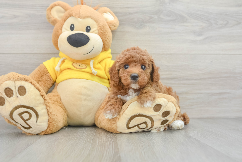 Poodle Puppy for Adoption