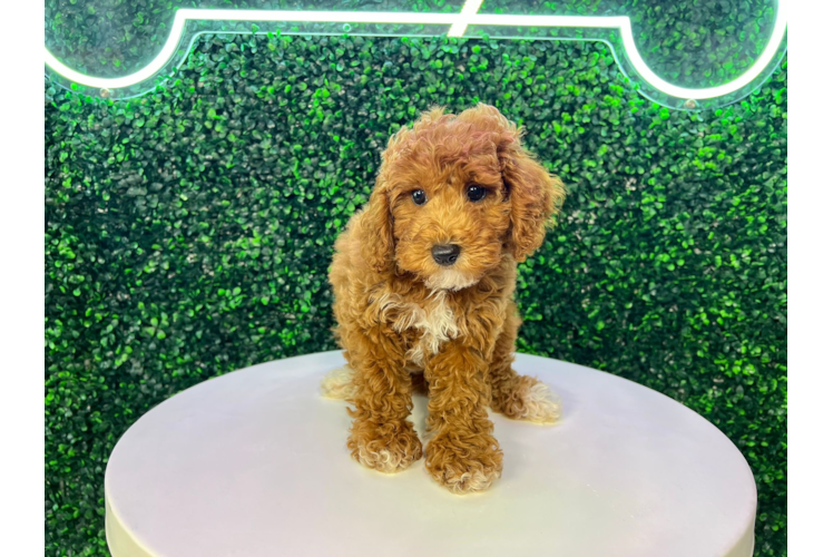 Poodle Puppy for Adoption