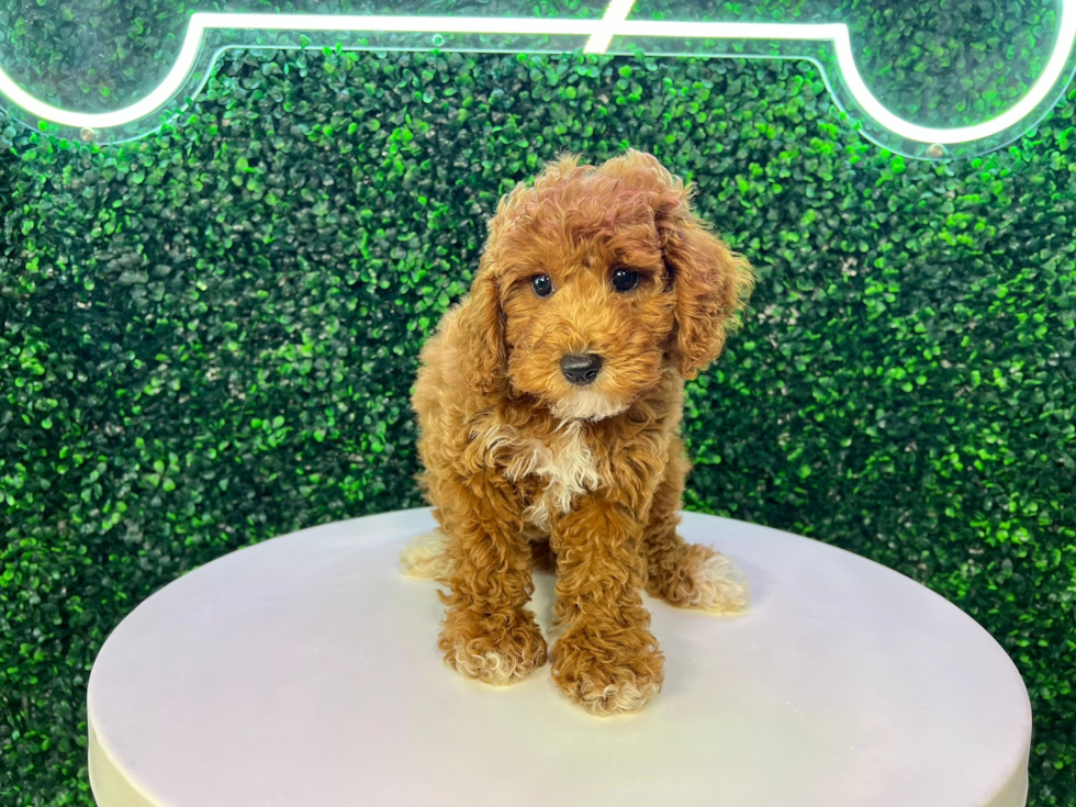 Poodle Puppy for Adoption