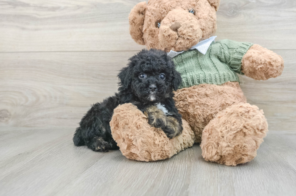 7 week old Poodle Puppy For Sale - Puppy Love PR