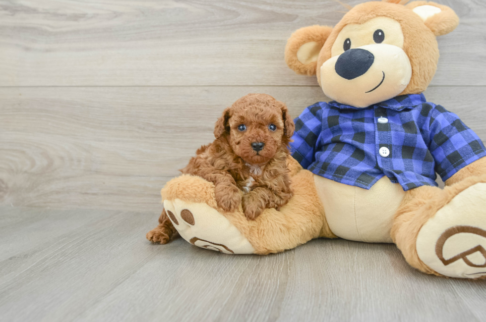 5 week old Poodle Puppy For Sale - Puppy Love PR