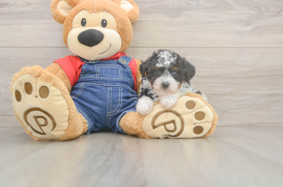 6 week old Poodle Puppy For Sale - Puppy Love PR