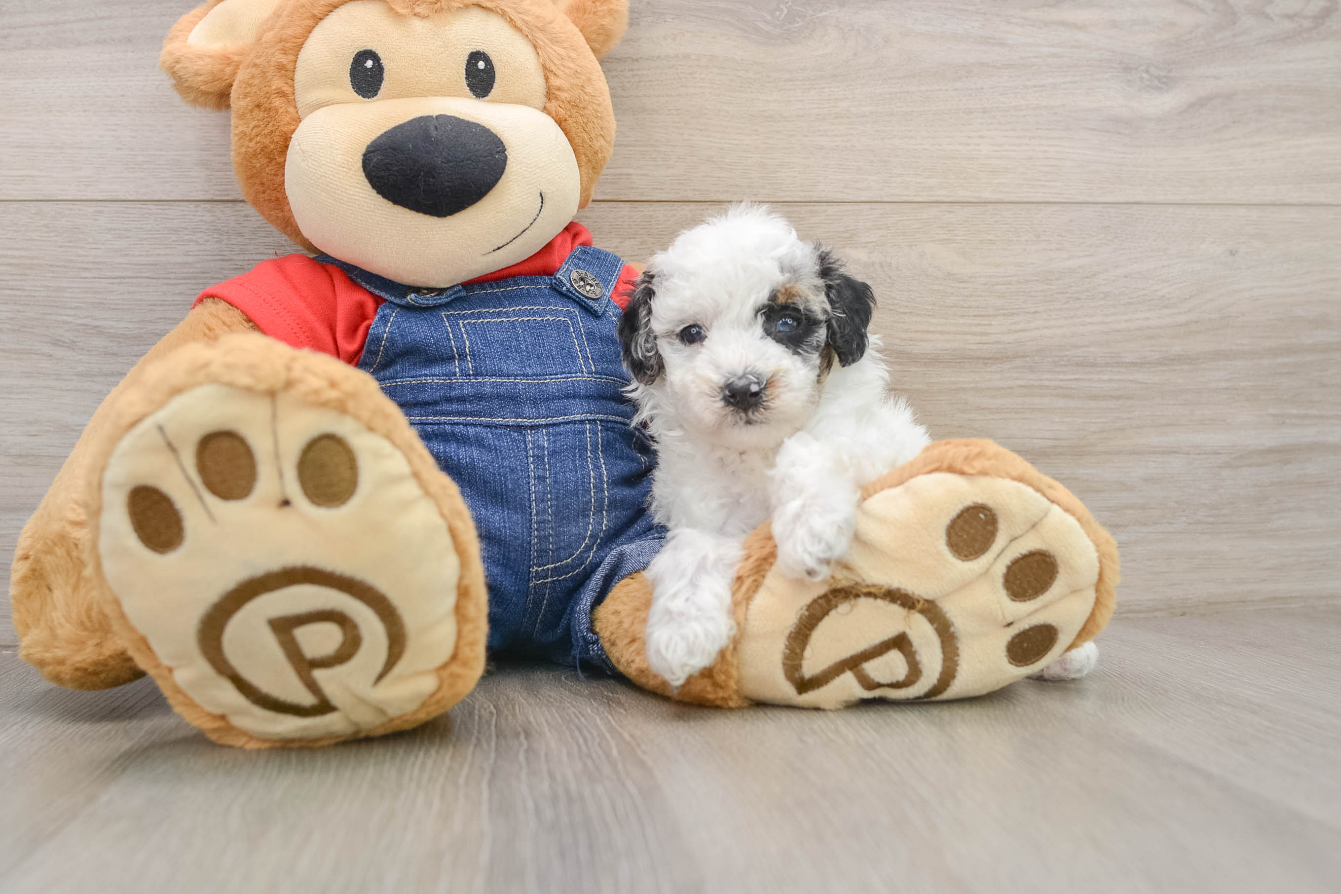 Akc Registered Poodle Purebred Pup