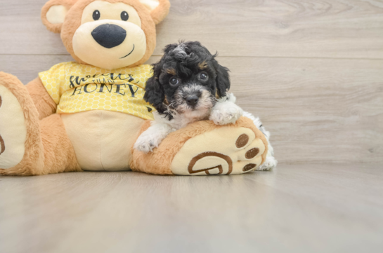 Best Poodle Baby