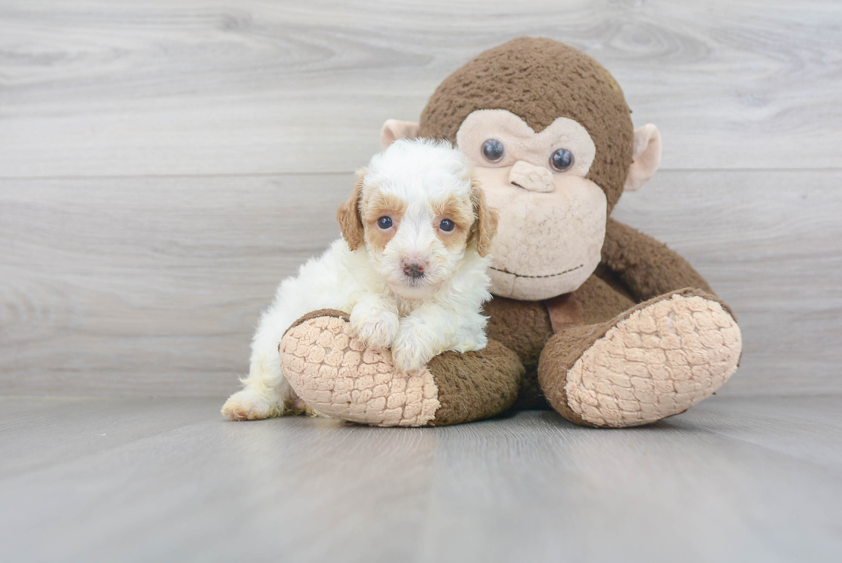 Cute Pudle Purebred Puppy