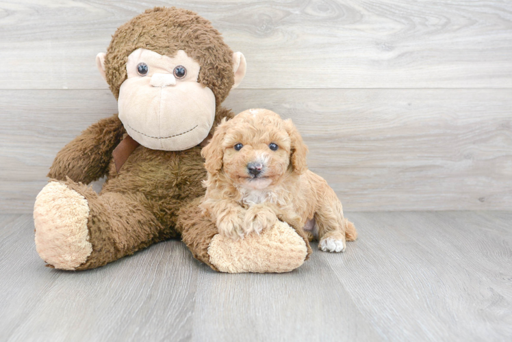 Meet Mindy - our Poodle Puppy Photo 1/2 - Puppy Love PR Poodle Pup Being Cute