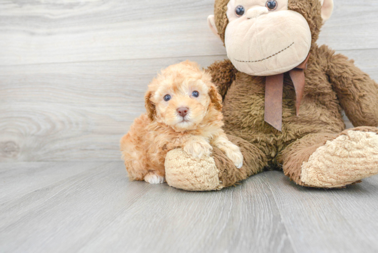 Meet Mindy - our Poodle Puppy Photo 1/3 - Puppy Love PR Best Poodle Baby
