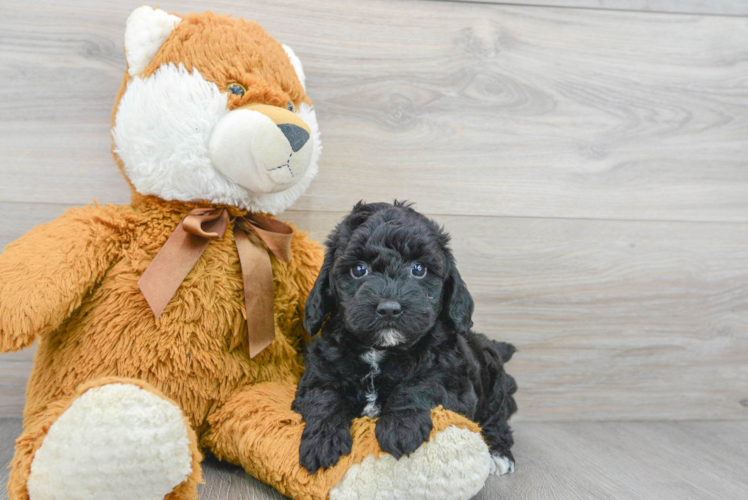 Small Poodle Purebred Pup