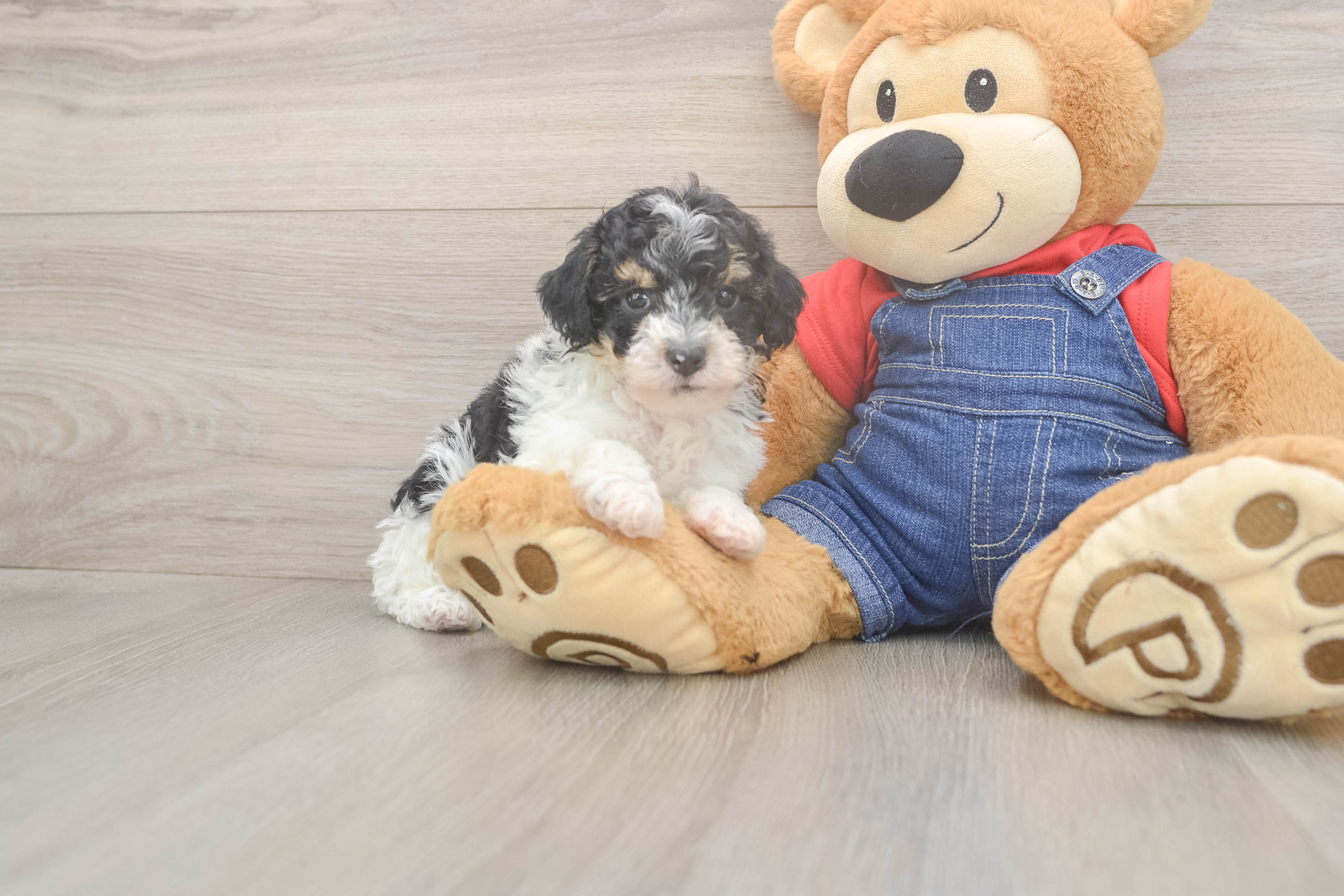 Happy Pudel Purebred Puppy