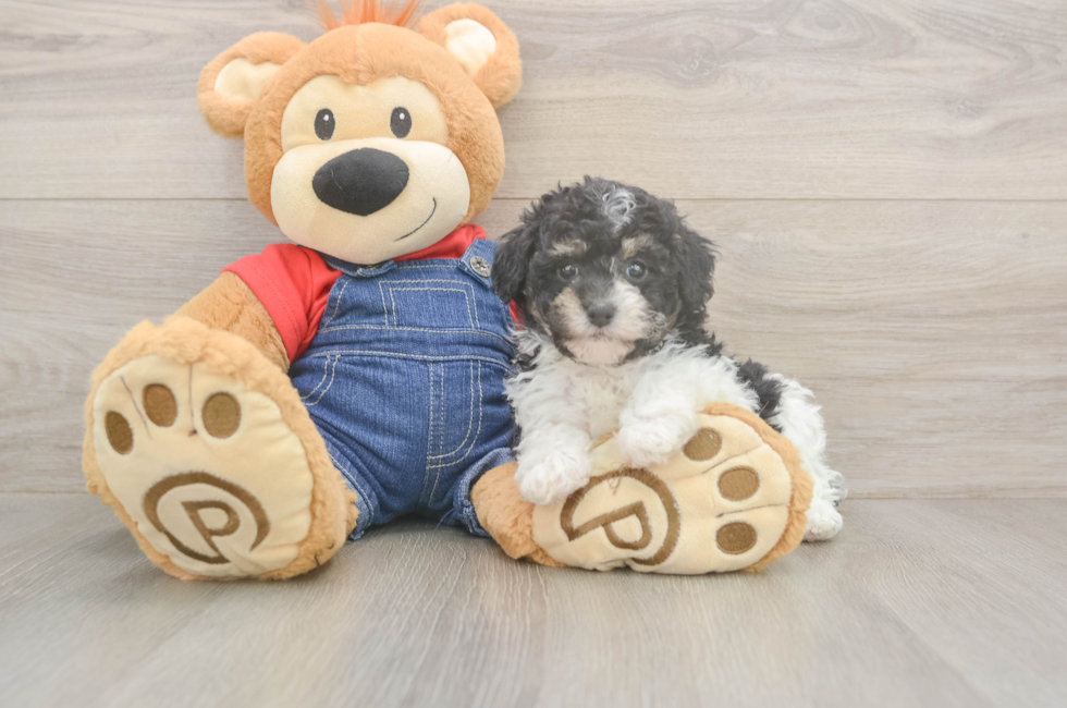 6 week old Poodle Puppy For Sale - Puppy Love PR