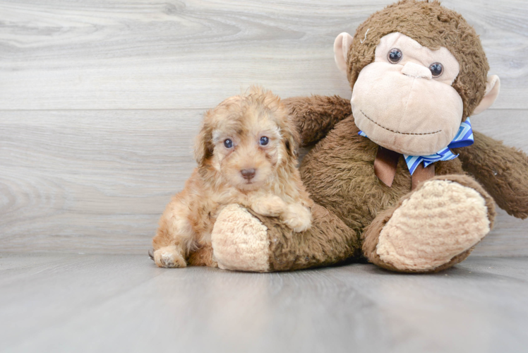 Meet Miracle - our Poodle Puppy Photo 1/2 - Puppy Love PR Cute Poodle Baby