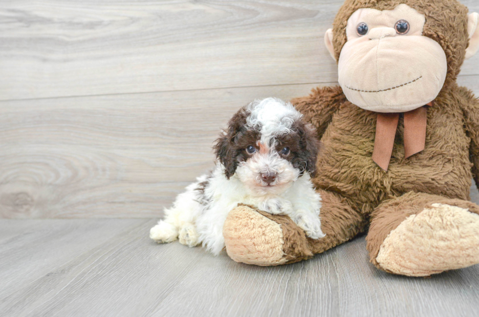 7 week old Poodle Puppy For Sale - Puppy Love PR