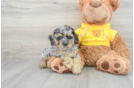Cute Pudle Purebred Puppy