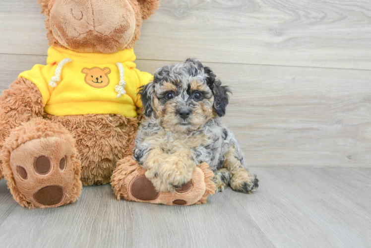 Best Poodle Baby