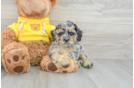 Best Poodle Baby